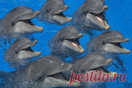 Чудо Мир | ДЕЛЬФИНЫ