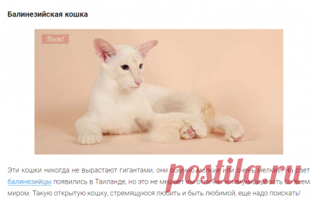 Породы кошек с фотографиями и названиями. Топ 58 пород котов