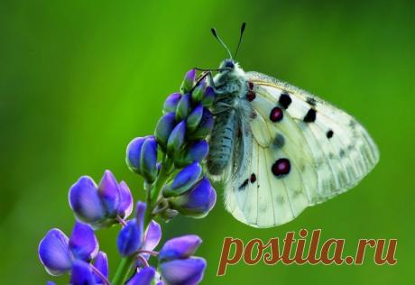 Бабочки начинают просыпаться. Скоро они согреются и улетят, а на память останутся нереально красивые картинки — материализованный сон начинающего натуралиста. Фото: Андриан Колотилин/Geophoto  
|  Ах Аполлон, ах Аполлон! — National Geographic Россия