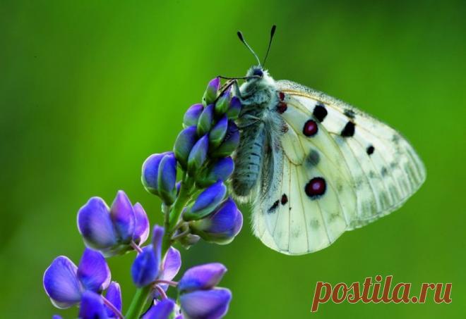Бабочки начинают просыпаться. Скоро они согреются и улетят, а на память останутся нереально красивые картинки — материализованный сон начинающего натуралиста. Фото: Андриан Колотилин/Geophoto  
|  Ах Аполлон, ах Аполлон! — National Geographic Россия