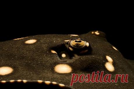 Рыбак отпустил стоящую 8,8 миллиона рублей рыбу. Рыбак из Нигерии выловил редкого ската, который может стоить около 90 миллионов найр (8,8 миллиона рублей), и отпустил обратно в океан. Мужчина по имени Халид Боук опубликовал в социальной сети ролик, в котором видно, что в его сеть попал обыкновенный пятнистый орляк — рыба из семейства орляковых скатов.