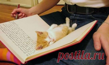 Смешные котики заснувшие в неожиданных местах