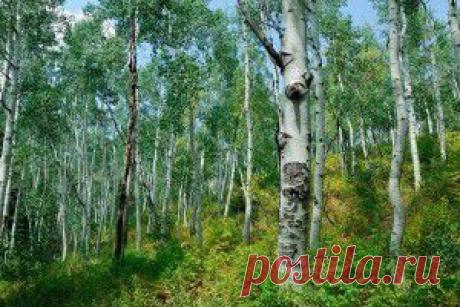 березы - обои на рабочий стол