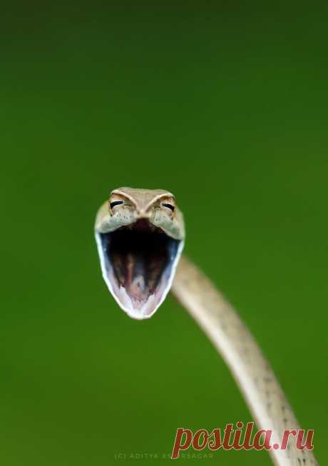 Конкурс Comedy Wildlife Photography Awards 2021