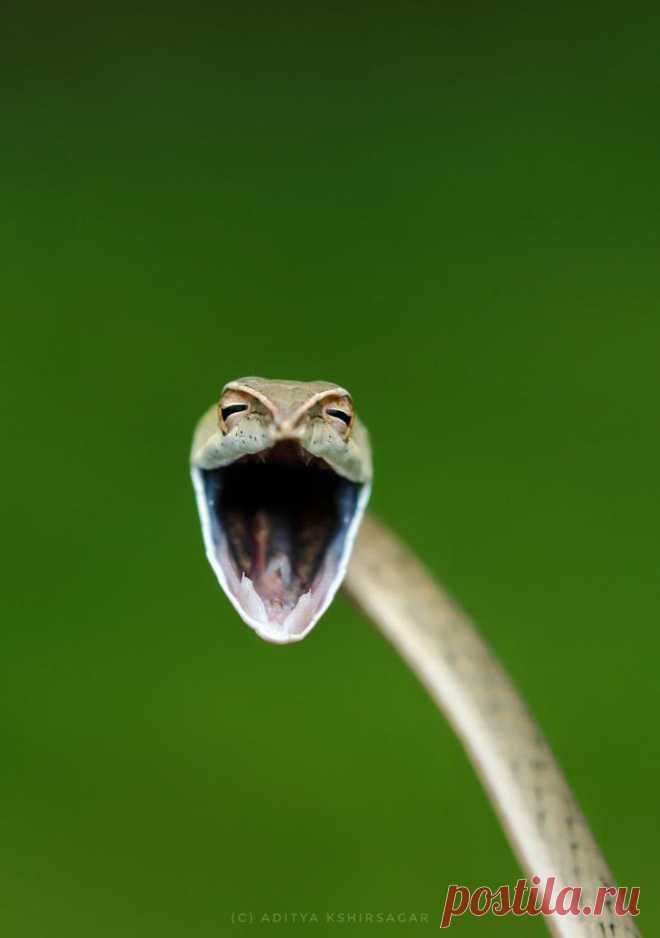 Конкурс Comedy Wildlife Photography Awards 2021