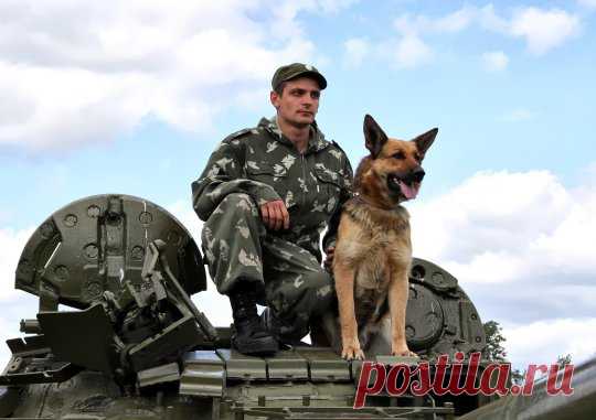 военные профессии: военные собаки - гордость армии!
