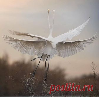 (87) Facebook