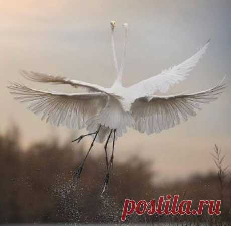 (87) Facebook