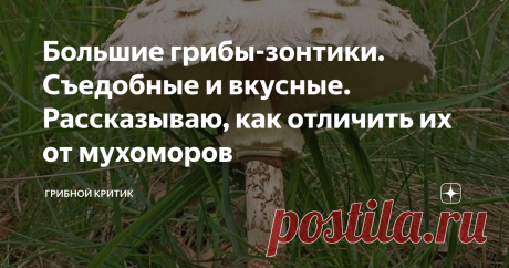 Большие грибы-зонтики. Съедобные и вкусные. Рассказываю, как отличить их от мухоморов Кольцо на ножке... У зонтиков оно всегда подвижное, т.е. вы его легко можете двигать по ноге гриба. Реально вам об этом пишу! С мухоморами этот номер у вас не пройдёт! Только оторвав кусок мякоти, вы сможете передвигать кольцо.
Среди тысяч видов грибов, которые растут в российских лесах, большие грибы-зонтики выделяются сразу. Это даже неопытный грибник сможет  заметить, если ему указать на размер