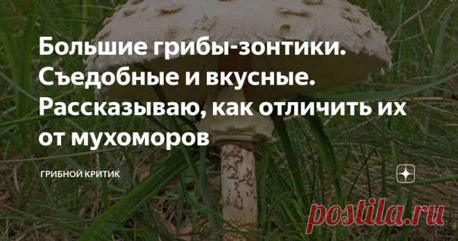 Большие грибы-зонтики. Съедобные и вкусные. Рассказываю, как отличить их от мухоморов Кольцо на ножке... У зонтиков оно всегда подвижное, т.е. вы его легко можете двигать по ноге гриба. Реально вам об этом пишу! С мухоморами этот номер у вас не пройдёт! Только оторвав кусок мякоти, вы сможете передвигать кольцо.
Среди тысяч видов грибов, которые растут в российских лесах, большие грибы-зонтики выделяются сразу. Это даже неопытный грибник сможет  заметить, если ему указать на размер