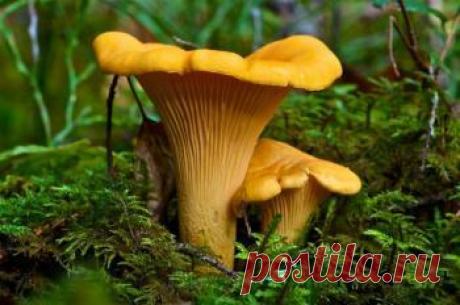 Самые ядовитые грибы в России - Интересные статьи