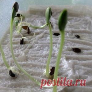 ПРОСТОЙ СПОСОБ ВЫРАСТИТЬ РАССАДУ