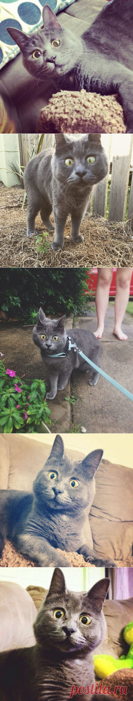 Удивленный кот (14 фото) » Триникси