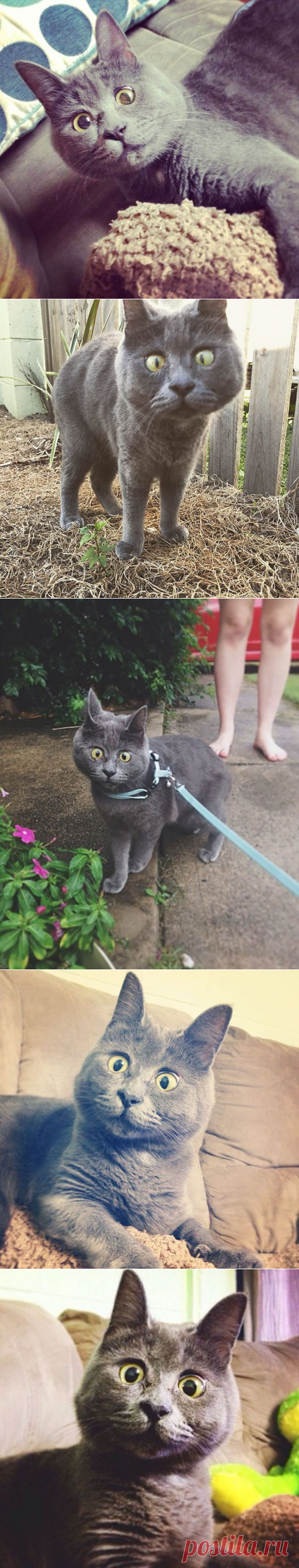 Удивленный кот (14 фото) » Триникси