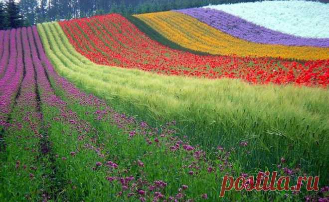 Я люблю ✿ ЦВЕТЫ ✿ | I ♥ Flowers