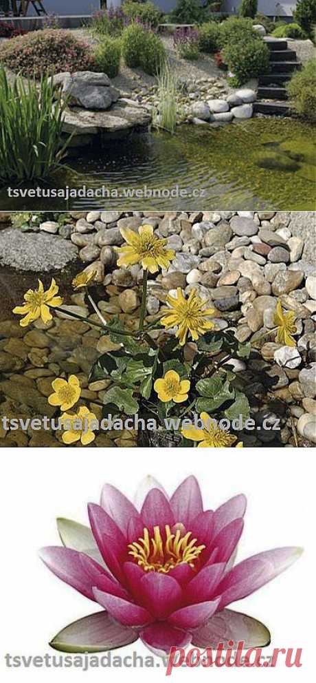 Сажаем водяные растения :: Цветущая дача