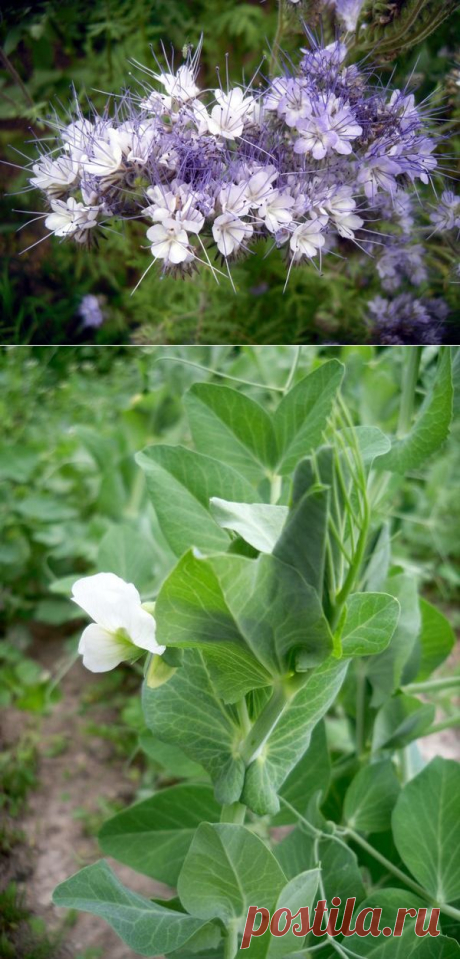 Сидерат фацелия как удобрение