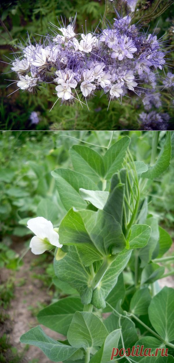 Сидерат фацелия как удобрение