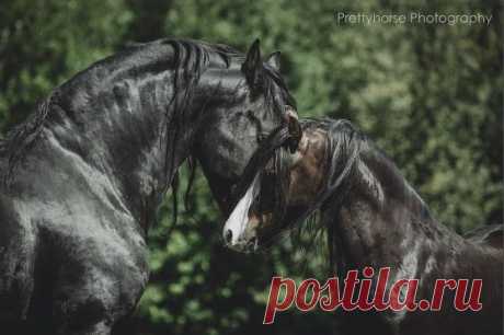 Horses ♥ – Сообщество – Google+