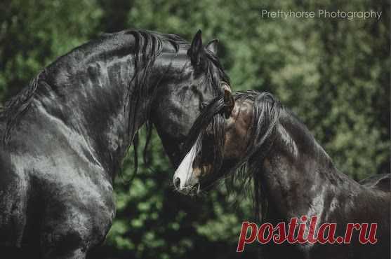 Horses ♥ – Сообщество – Google+