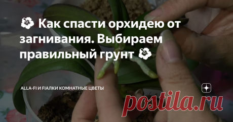 🌺 Как спасти орхидею от загнивания. Выбираем правильный грунт 🌺 Доброго Вам дня, мои уважаемые читатели, гости канала, цветоводы, а также поклонники комнатных растений и домашних цветов.
С Вами alla-Fi. В этой статье я поделюсь с вами, как спасти орхидею от плесени, гниения точки роста и корней. Это распространенная проблема цветоводов, к которой приводят ошибки при пересадке и неправильный подбор грунта (субстрата) для орхидей.
Во-первых, посоветую вам не исп