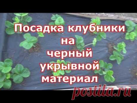 Посадка клубники на черное агроволокно