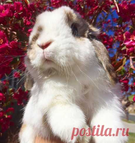 КАКОЙ СЕГОДНЯ ПРАЗДНИК? 29 Марта 2018 г. – Четверг • День самопознания • День скакания на одной ножке • День специалиста юридической службы ВС РФ12 лет • Национальный день сыра - Франция • День молодого бойца - Чили • День памяти героев - Мадагаскар • День молодёжи - Тайвань • Национальный день лимонного шифонового торта - США • День Боганды - ЦАР • Именины у Александра, Иулиана, Трофима, Павла, Дениса • Тележный день