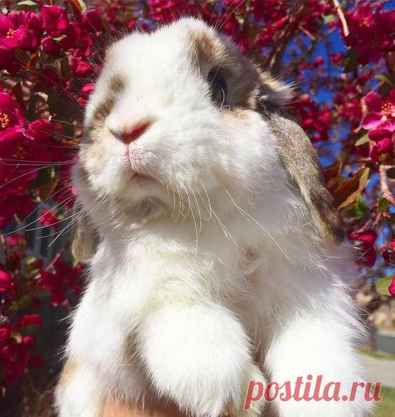 КАКОЙ СЕГОДНЯ ПРАЗДНИК? 29 Марта 2018 г. – Четверг • День самопознания • День скакания на одной ножке • День специалиста юридической службы ВС РФ12 лет • Национальный день сыра - Франция • День молодого бойца - Чили • День памяти героев - Мадагаскар • День молодёжи - Тайвань • Национальный день лимонного шифонового торта - США • День Боганды - ЦАР • Именины у Александра, Иулиана, Трофима, Павла, Дениса • Тележный день