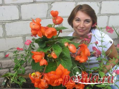 Как хранить клубни бегоний На улице значительно похолодало, а красавицы…