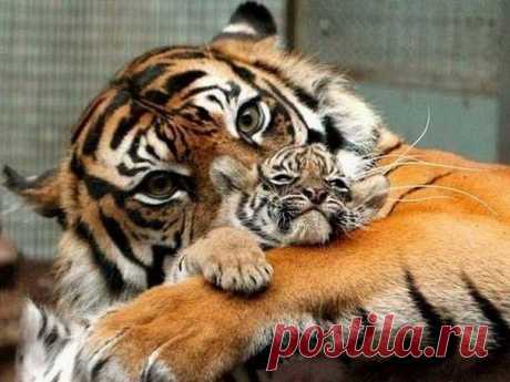 Мама