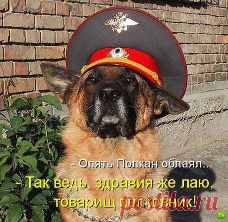 ПёсоМатрица.... )))