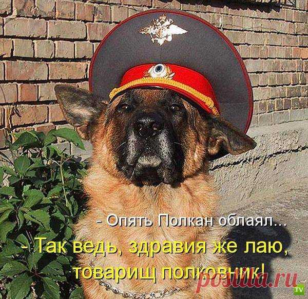 ПёсоМатрица.... )))