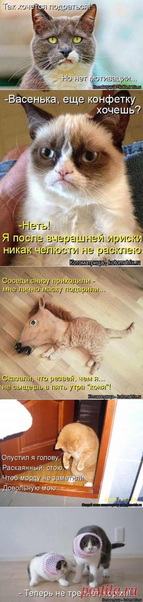 Наши молчаливые сожители ( котоматрица ) | Обхохочешься