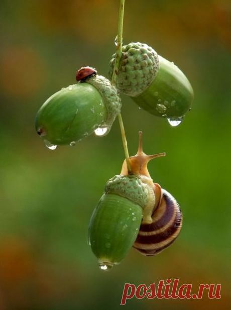 О воде: фантастические фото капель и не менее фантастические факты