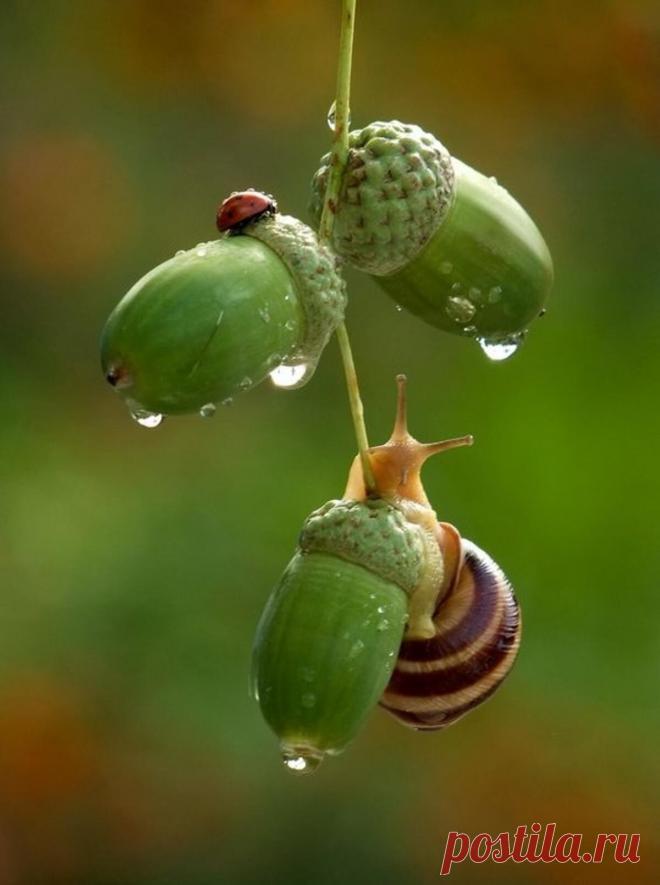 О воде: фантастические фото капель и не менее фантастические факты