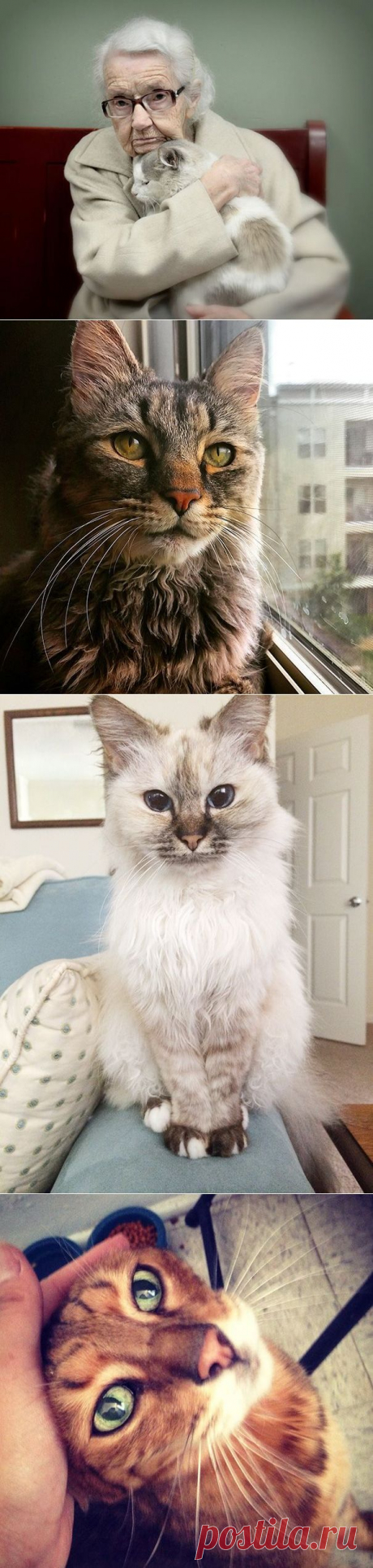 20 немолодых кошек, которые были взяты из приюта добрыми людьми | Все о наших питомцах