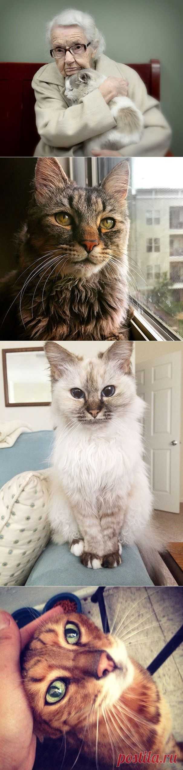 20 немолодых кошек, которые были взяты из приюта добрыми людьми | Все о наших питомцах