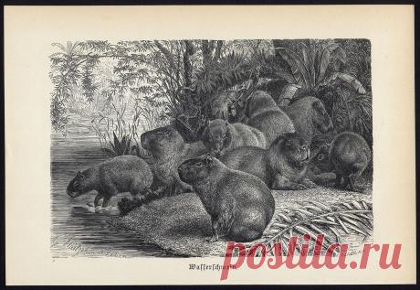 www.ebay.com/itm/Antique-Print-CAPYBARA-RODENTS-Brehm-1890-/231534862406?pt=LH_DefaultDomain_0&amp;hash=item35e88da046