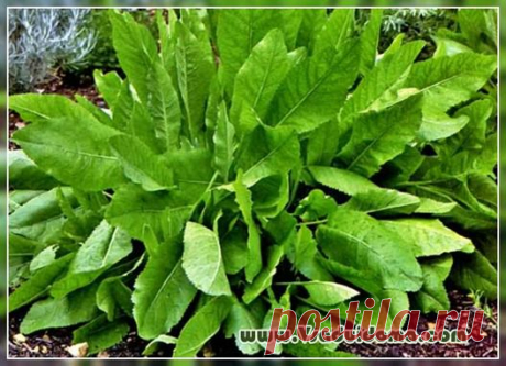 Растение кануфер (фото): польза и выращивание  Библейский лист или кануфер – применение и выращивание, лечебные свойства Неоднократно читала в книгах о жизни в XIX веке, что к столу подавали квас и другие напитки «с мятой да калуфером». Стало интересно, что это за калуфер? Это прежнее название употребляемой сейчас пряности или какое-то уже забытое растение? Оказалось, что кануфер (иначе калуфер, канупер. сарацинская мята, пиретрум) - это широко известное в прежнее время пр...