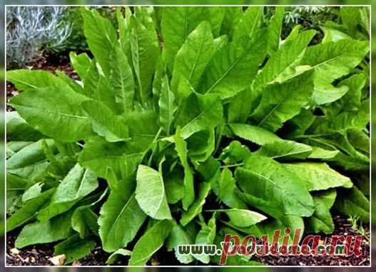 Растение кануфер (фото): польза и выращивание  Библейский лист или кануфер – применение и выращивание, лечебные свойства Неоднократно читала в книгах о жизни в XIX веке, что к столу подавали квас и другие напитки «с мятой да калуфером». Стало интересно, что это за калуфер? Это прежнее название употребляемой сейчас пряности или какое-то уже забытое растение? Оказалось, что кануфер (иначе калуфер, канупер. сарацинская мята, пиретрум) - это широко известное в прежнее время пр...