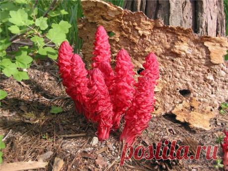 ✯ Snowplant (Sarcodes sanguinea)