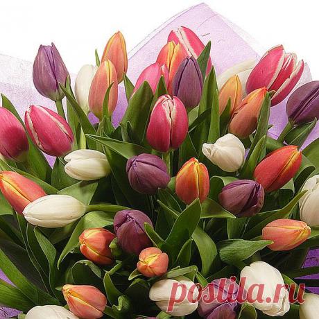 Тюльпаны - Бесплатная открытка на Поздравление