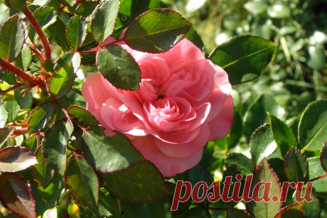 розы