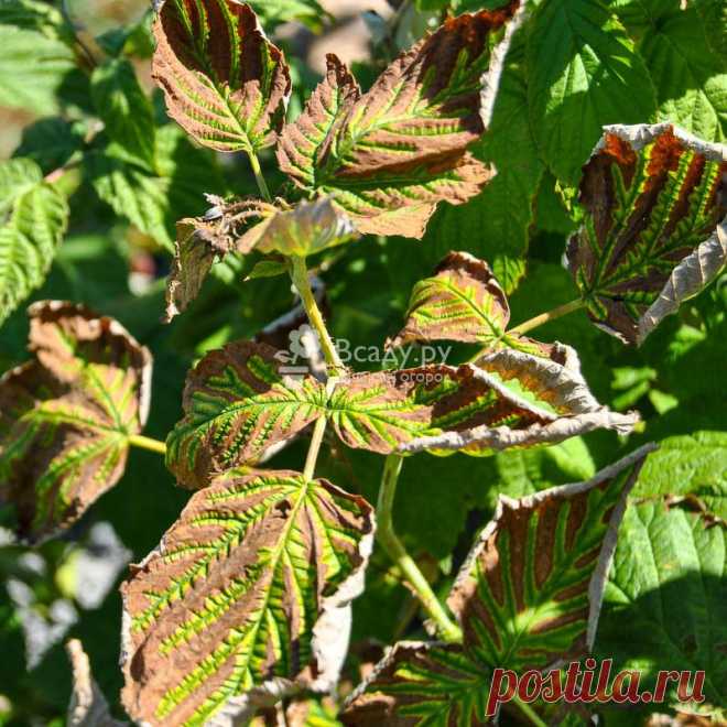 Курчавость малины - чем вызывается, когда появляется Каталог болезней растений: Курчавость малины. Признаки болезни, распространение, методы лечения, профилактические мероприятия