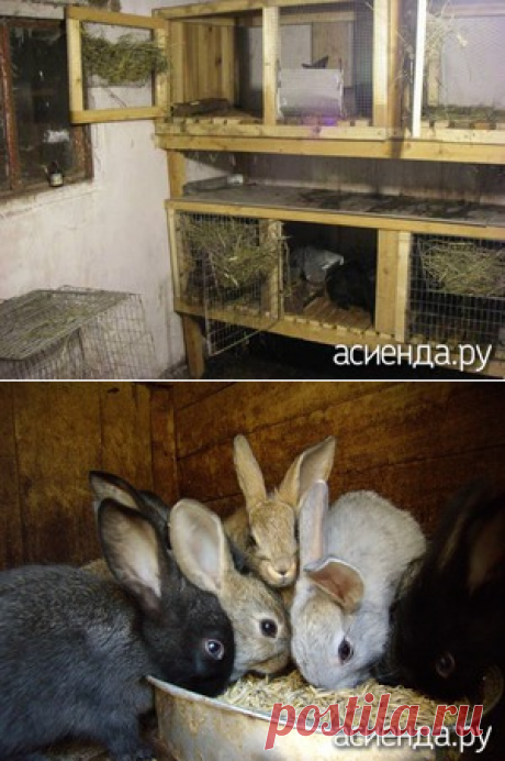 Содержание кроликов зимой - домашние кролики, кормление кроликов, крольчатник