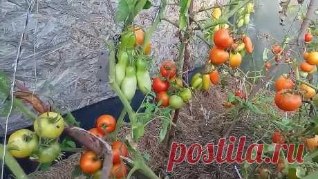 ЗЕЛЕНКОЙ ПОБЕДИЛА ФИТОФТОРУ НА ТОМАТАХ ! СУПЕР СПОСОБ !