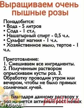 Всем дачникам и огородникам на заметку! Как быстро, легко и бюджетно вырастить пышные розы!