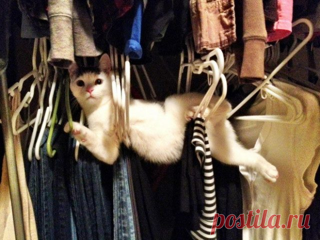 Кошки, попавшие в неловкое положение / Питомцы