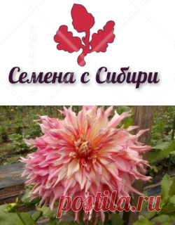 Георгины серия макси Весна 2019