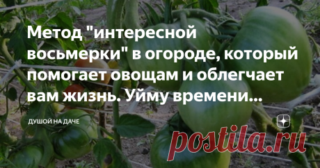 Метод "интересной восьмерки" в огороде, который помогает овощам и облегчает вам жизнь. Уйму времени экономит. Здравствуйте, дорогие читатели!
Пожалуй, помидоры растут на огородах практически каждого человека, у которого есть свой участок. Ведь этот овощ – всеобщий любимец, который можно кушать в свежем виде, добавлять во всевозможные салаты, заправки, соленья, рагу и … Список можно продолжать бесконечно. Его любителем, естественно, являюсь я сама. И выделена под него у мен...
